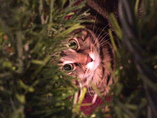 /Images/uploads/Humane Society of Utah/HSUCalendar/entries/884thumb.jpg